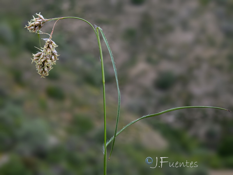 Luzula pediformis.06