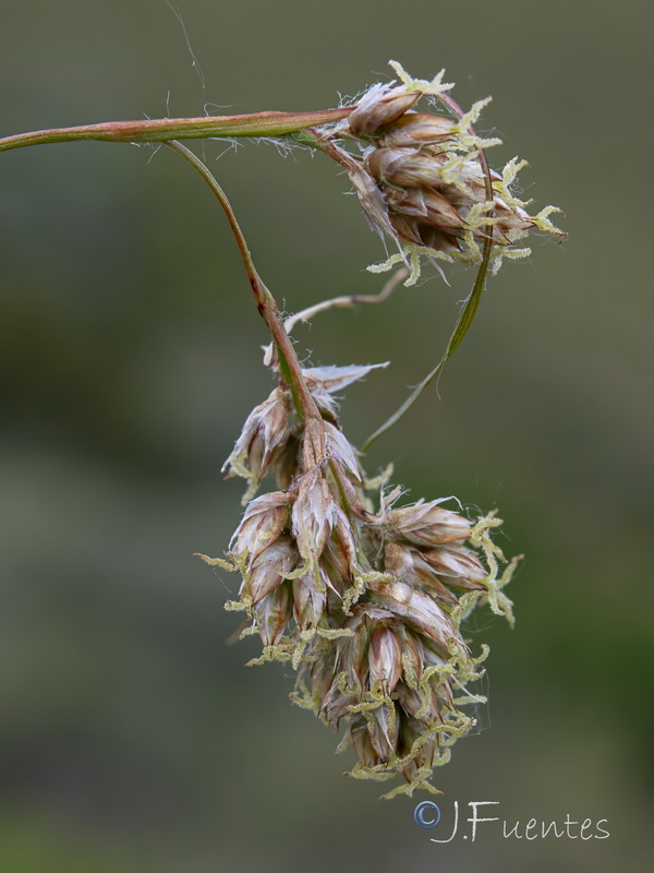Luzula pediformis.08