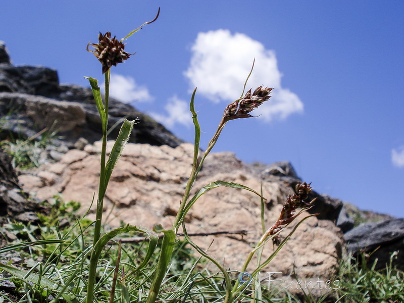 Luzula spicata.02