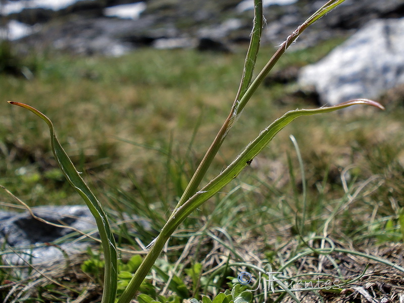 Luzula spicata.04