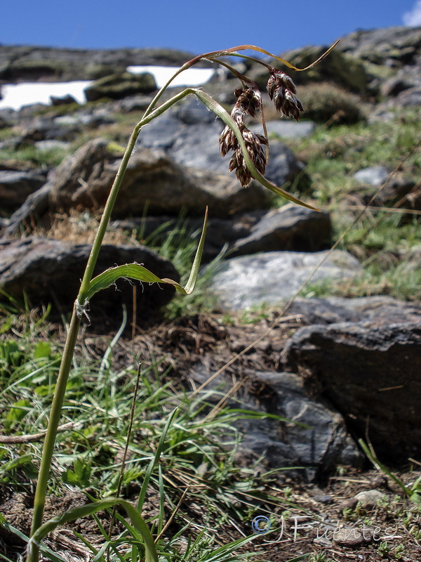 Luzula spicata.05