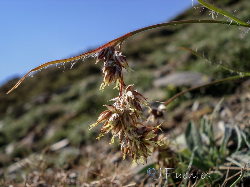 Luzula spicata.06