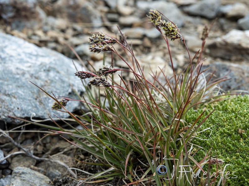 Luzula spicata.03