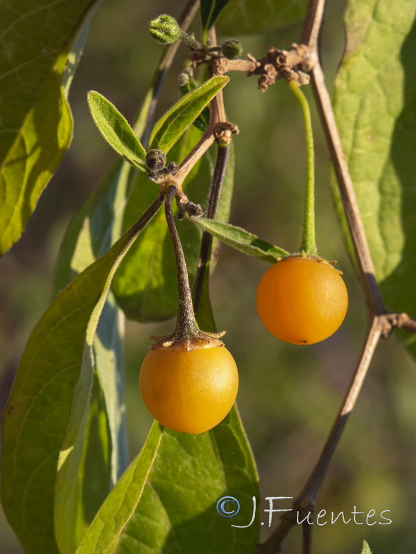 Lycianthes rantonnetii.07