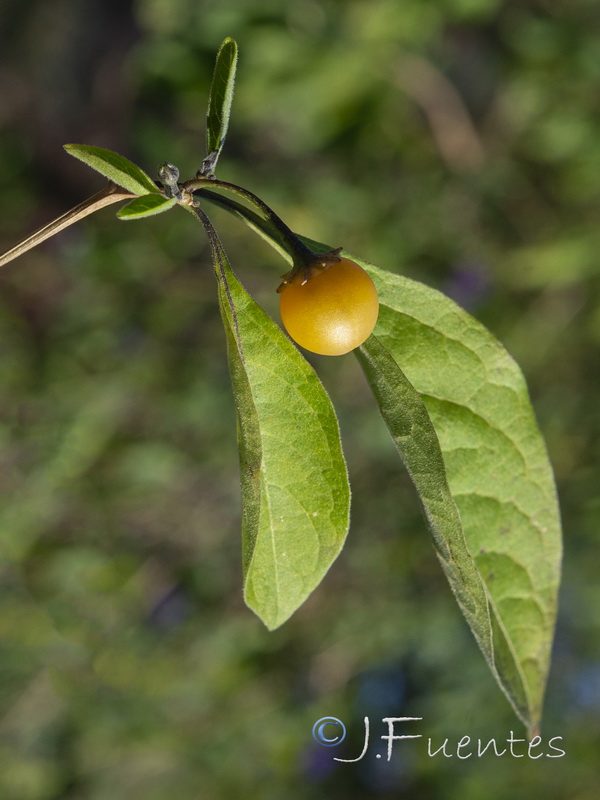 Lycianthes rantonnetii.08