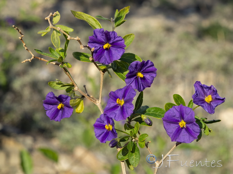 Lycianthes rantonnetii.09