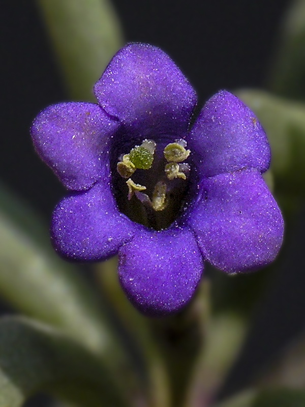 Lycium intricatum.10