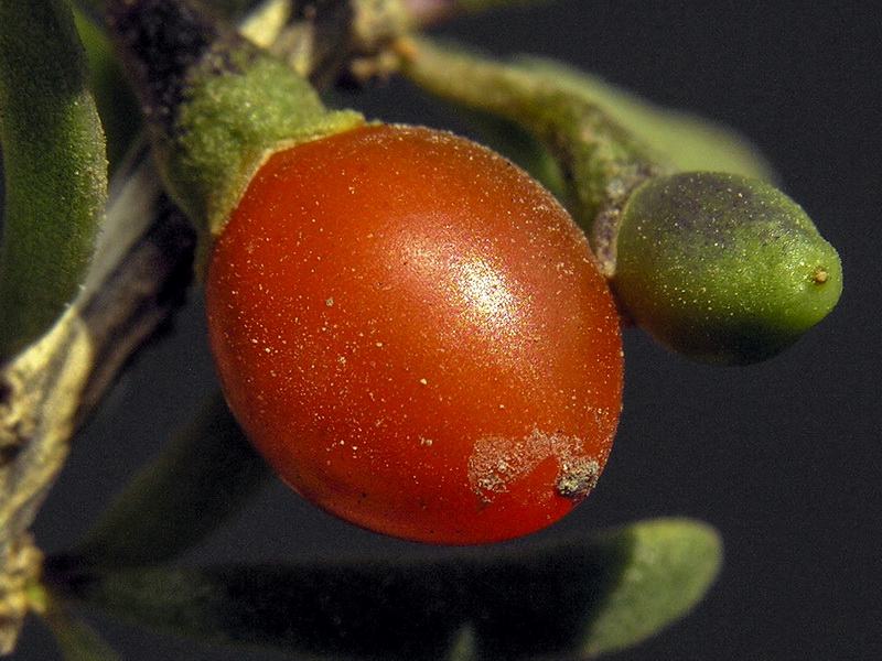 Lycium intricatum.19