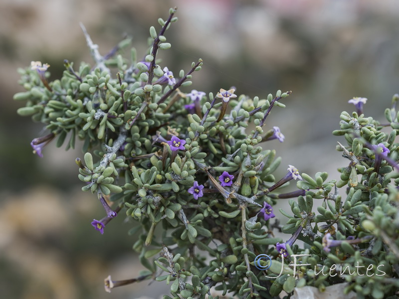 Lycium intricatum.22