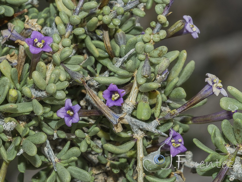 Lycium intricatum.23