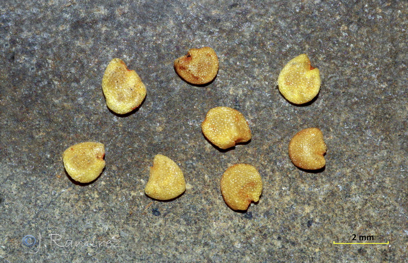 Lycium intricatum.24