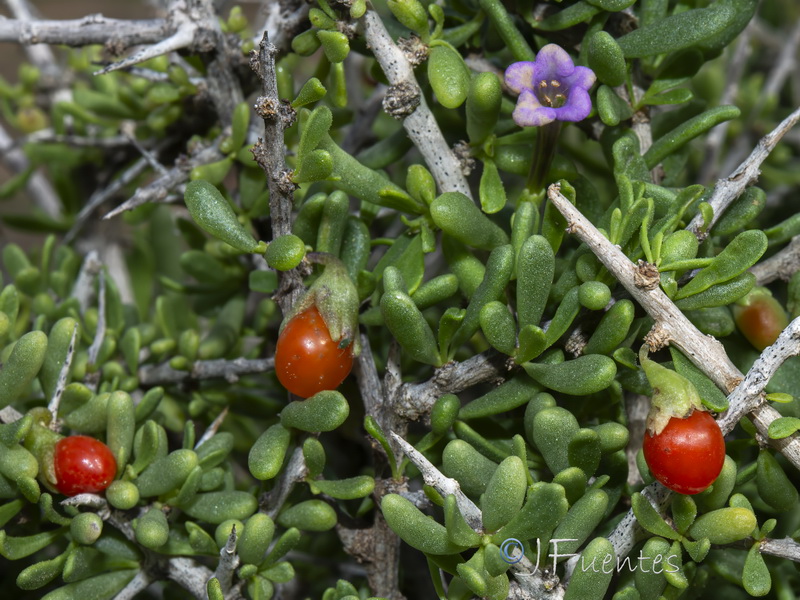 Lycium intricatum.29