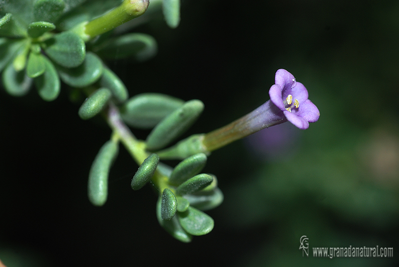 lycium intricatum