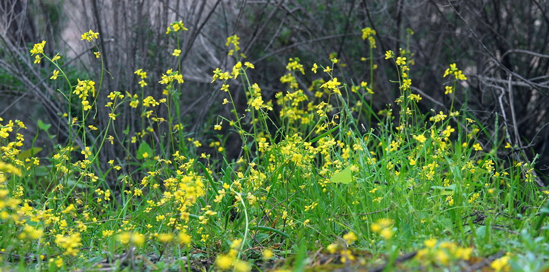 Lycocarpus fugax.02