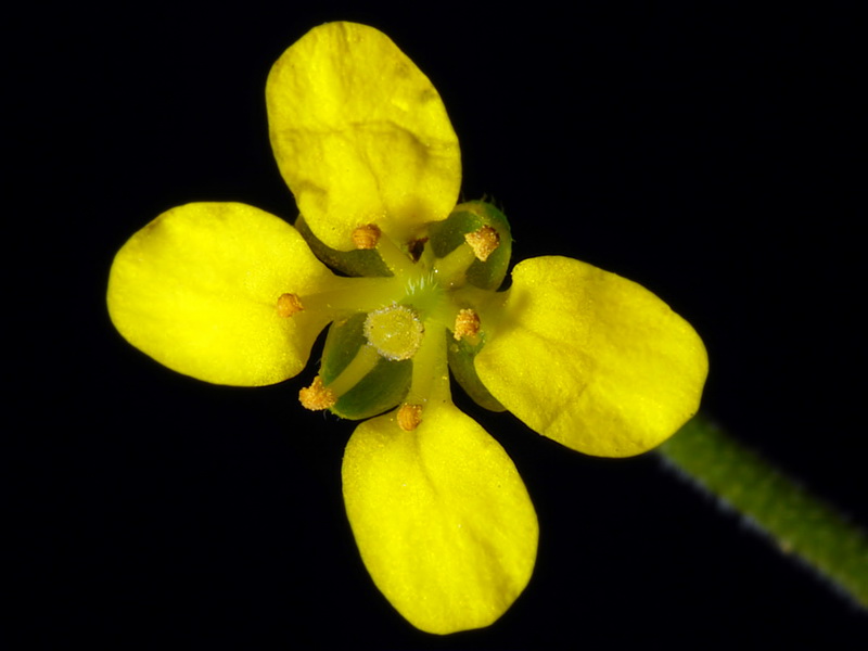 Lycocarpus fugax.07