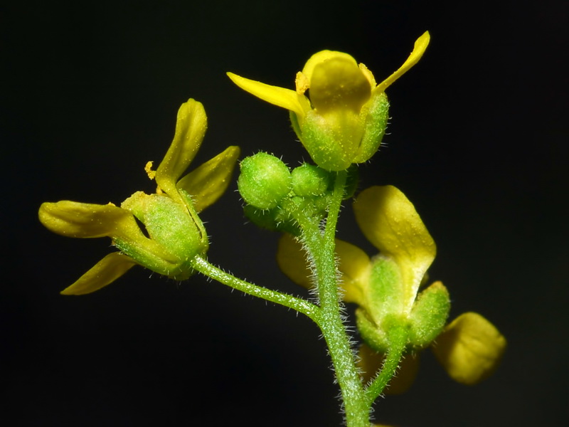 Lycocarpus fugax.08