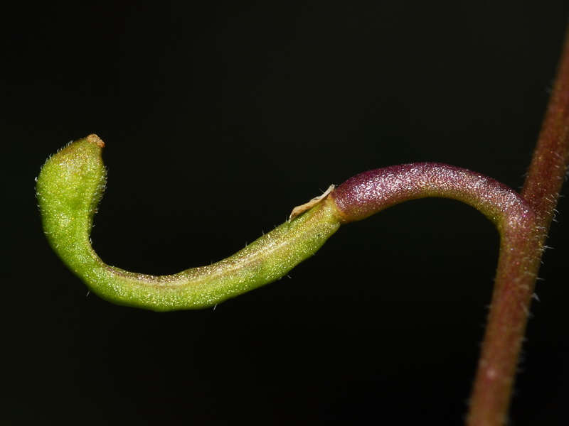 Lycocarpus fugax.09