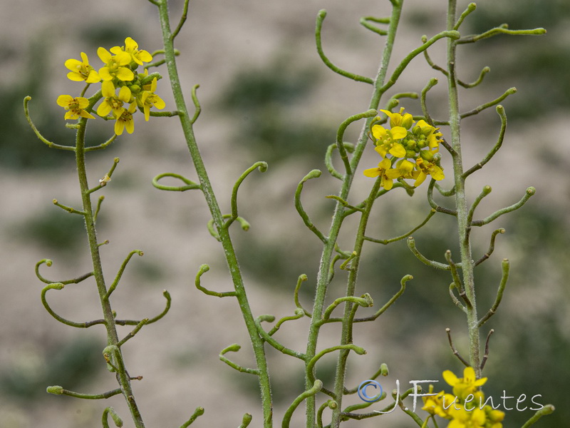 Lycocarpus fugax.17