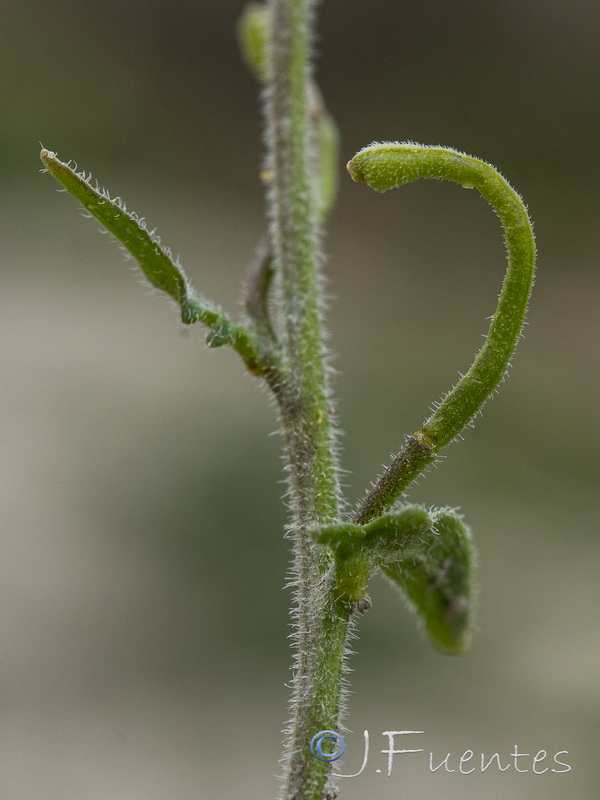 Lycocarpus fugax.18