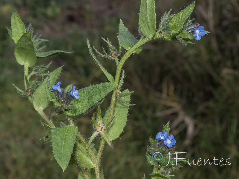 Lycopsis orientalis.02