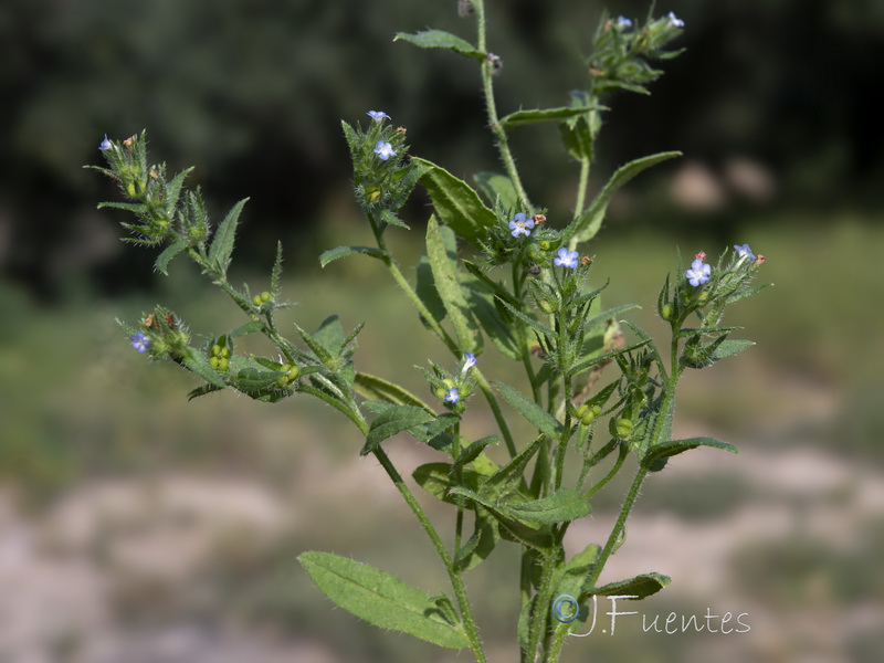 Lycopsis orientalis.06