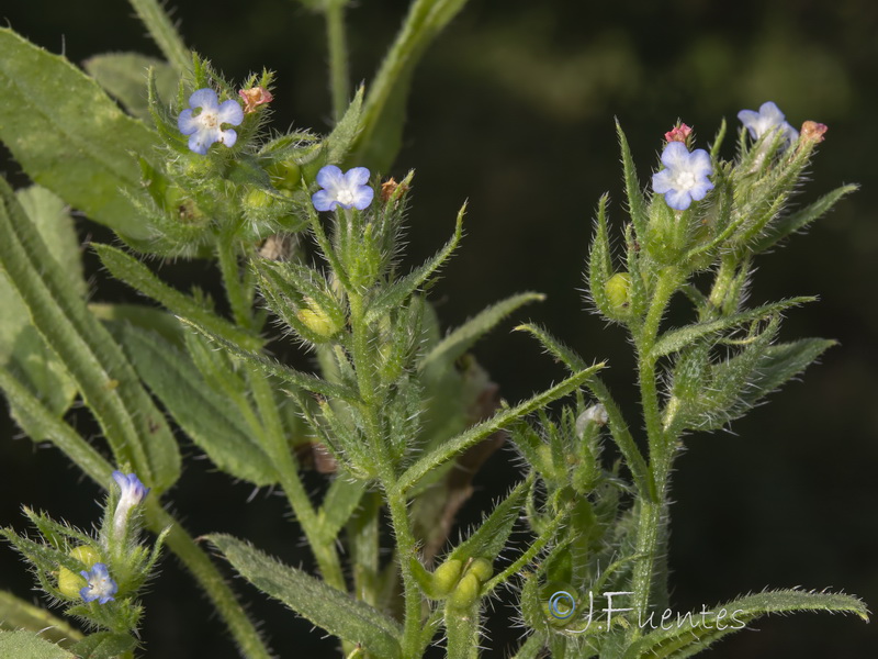 Lycopsis orientalis.07