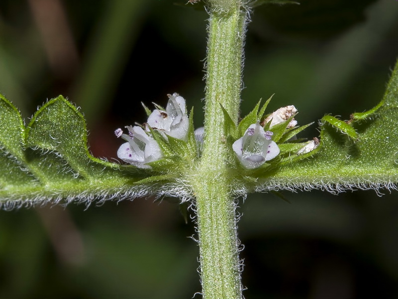 Lycopus europaeus.10