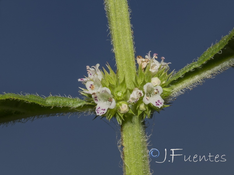 Lycopus europaeus.20