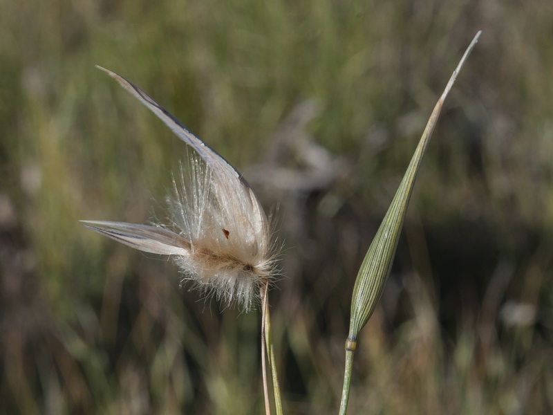 Lygeum spartum.06