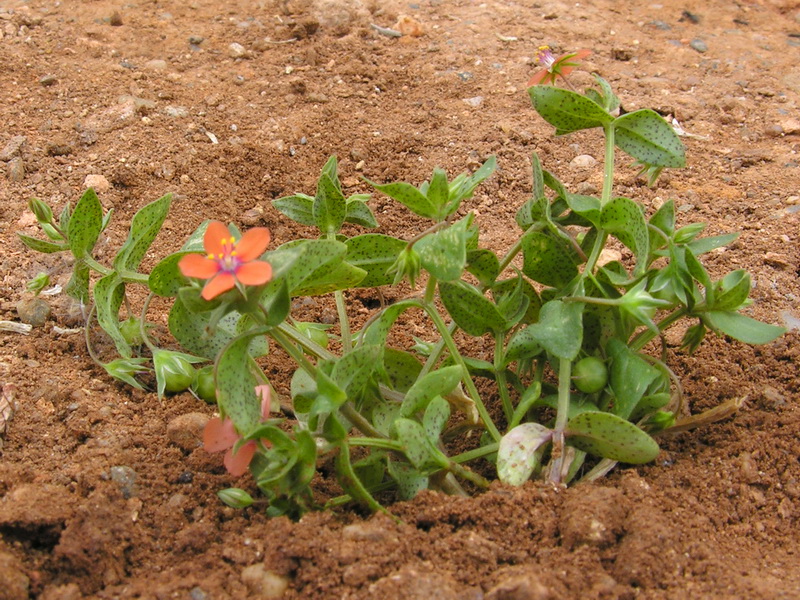 Lysimachia arvensis.01