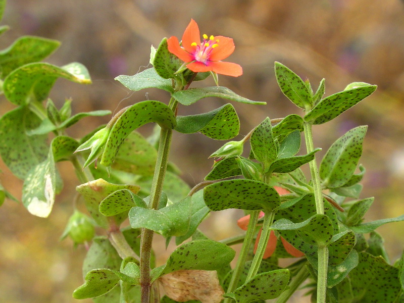 Lysimachia arvensis.02