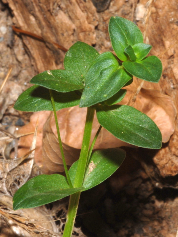 Lysimachia arvensis.03