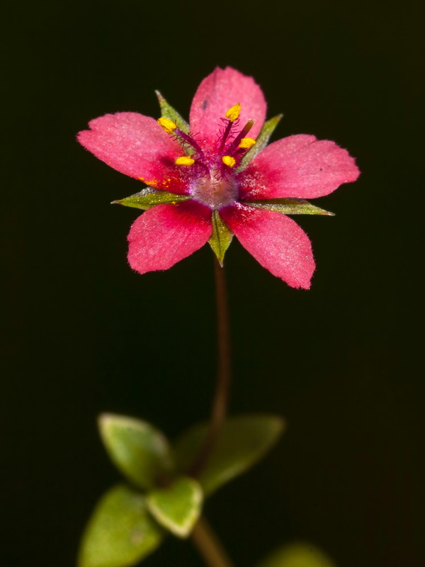 Lysimachia arvensis.07