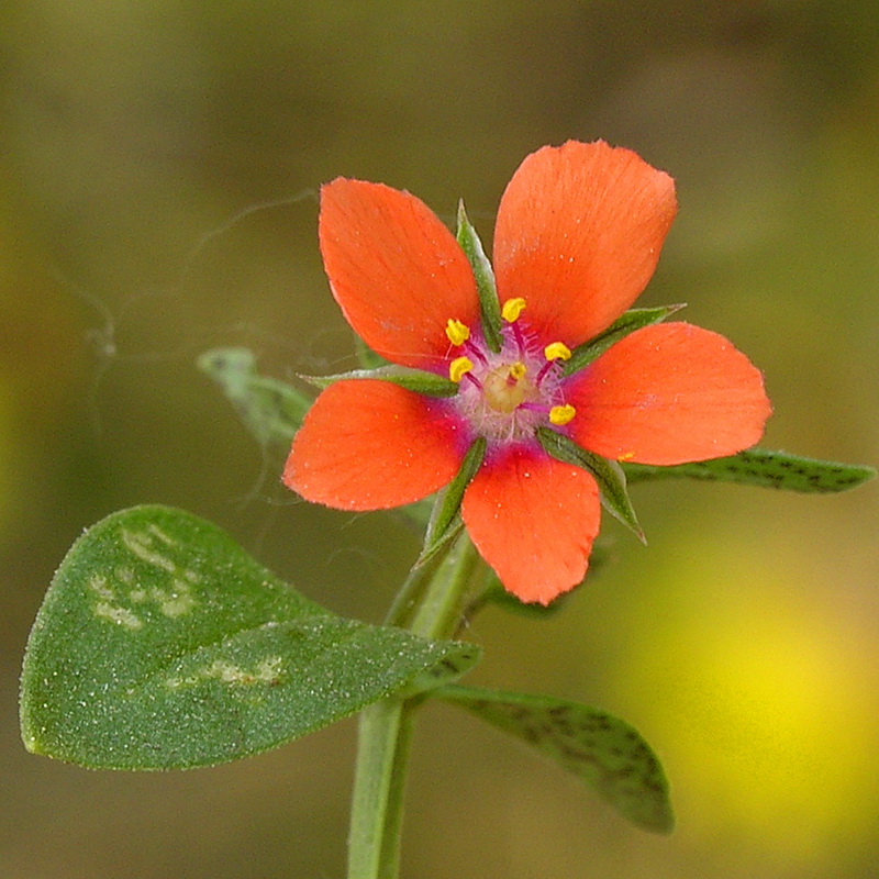 Lysimachia arvensis.08