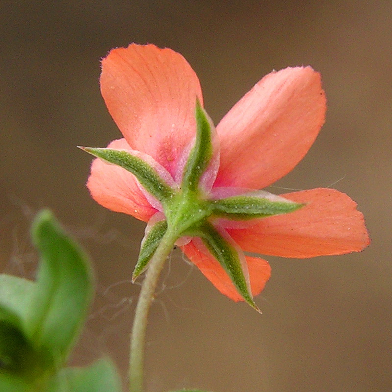 Lysimachia arvensis.10