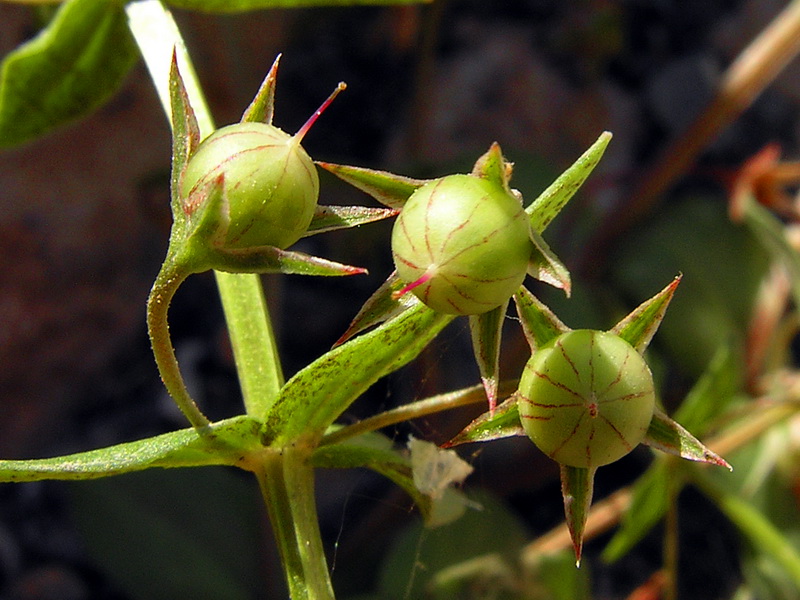 Lysimachia arvensis.13