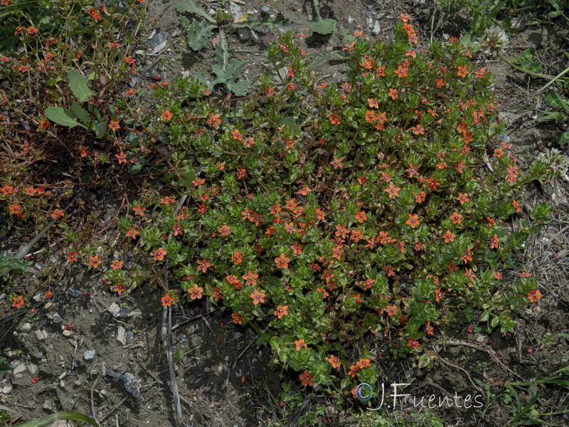 Lysimachia arvensis.14