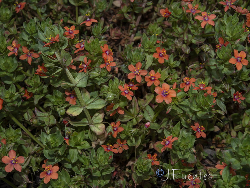 Lysimachia arvensis.15