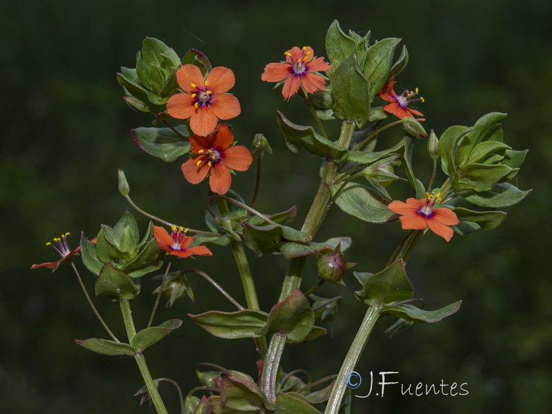 Lysimachia arvensis.16