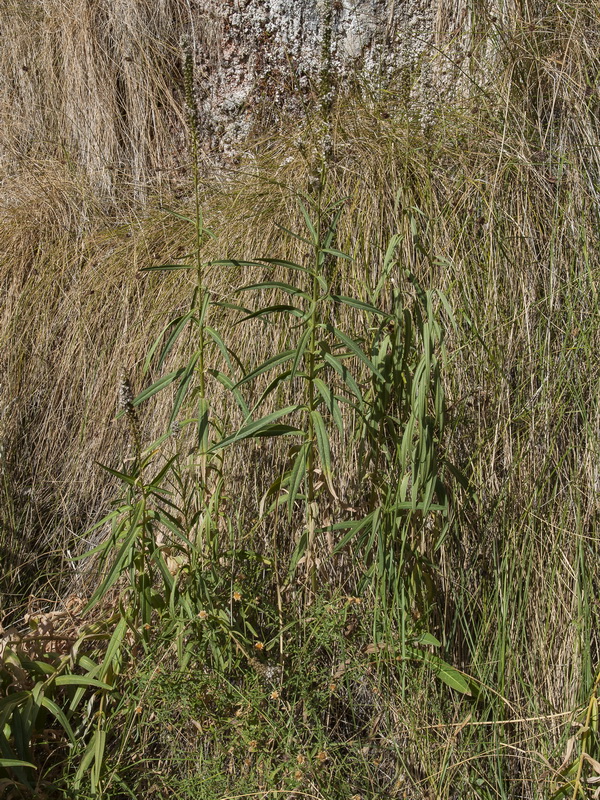 Lysimachia ephemerum.02