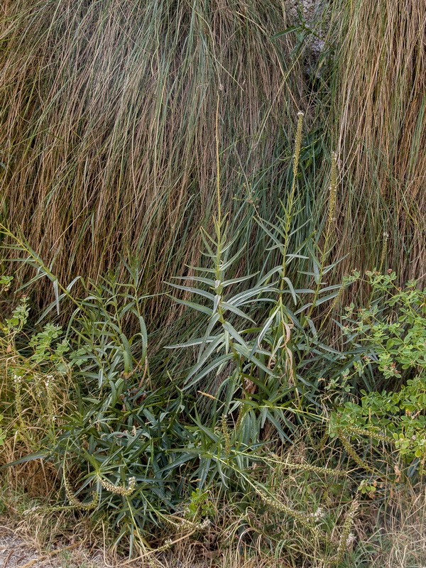 Lysimachia ephemerum.03