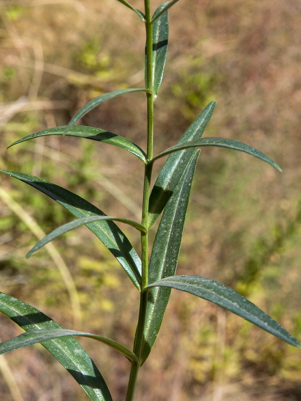 Lysimachia ephemerum.04