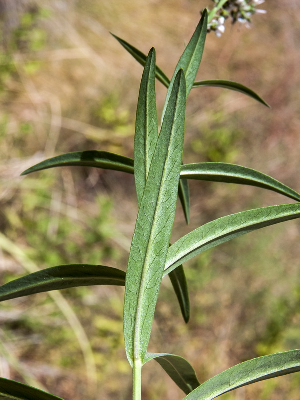 Lysimachia ephemerum.05