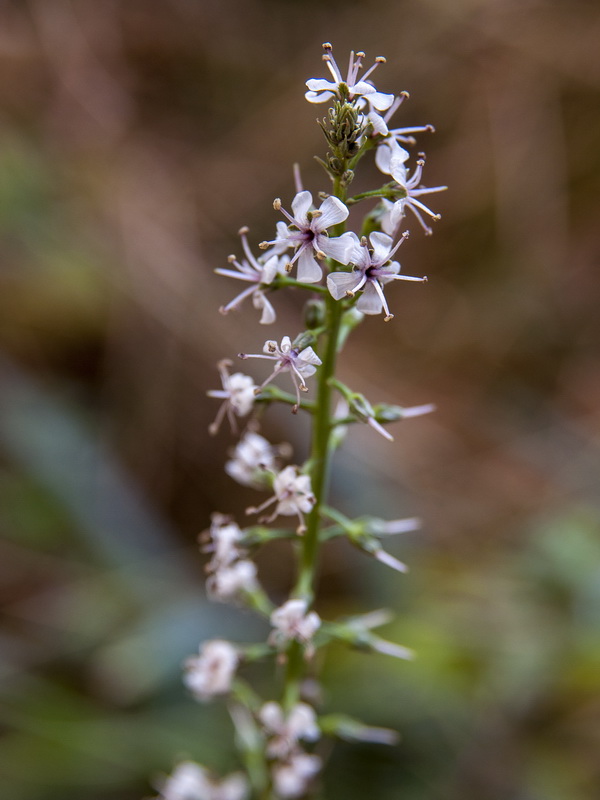 Lysimachia ephemerum.06