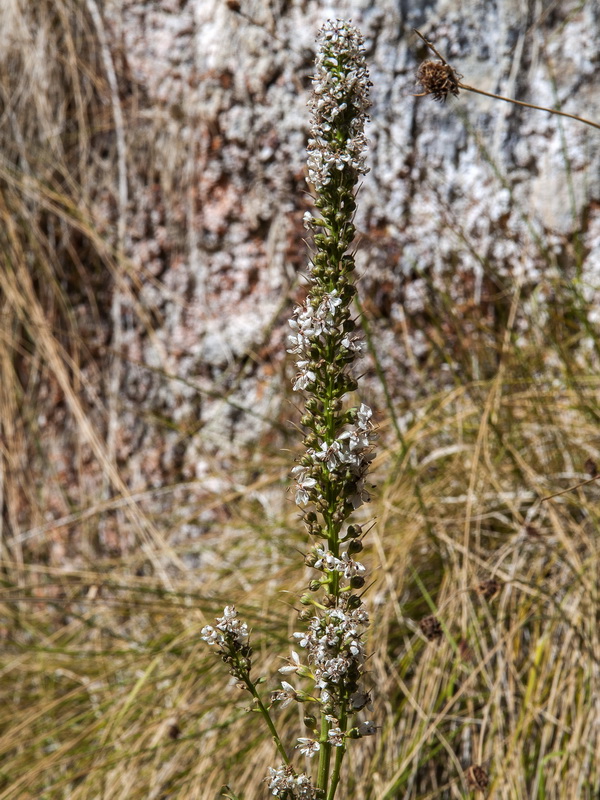 Lysimachia ephemerum.08