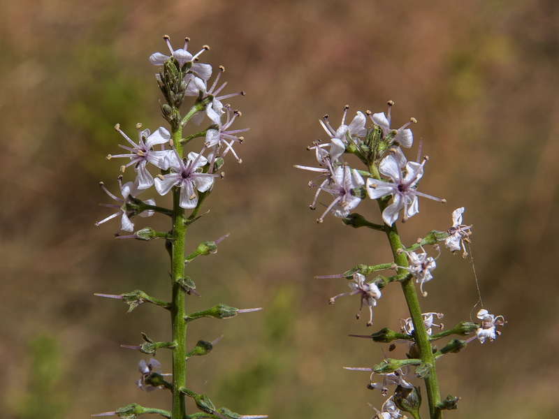 Lysimachia ephemerum.09