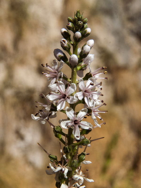 Lysimachia ephemerum.10