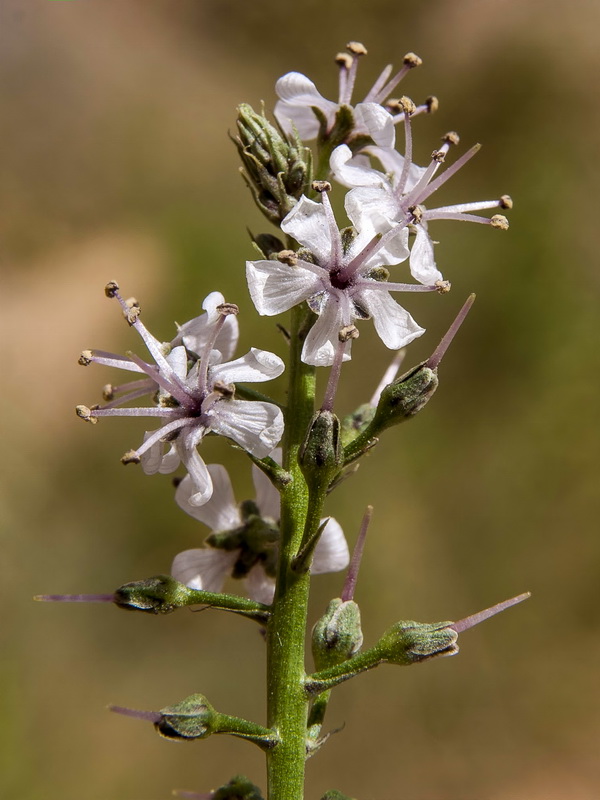 Lysimachia ephemerum.11