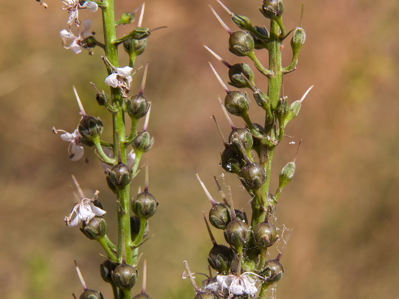 Lysimachia ephemerum.15