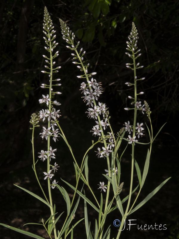Lysimachia ephemerum.17